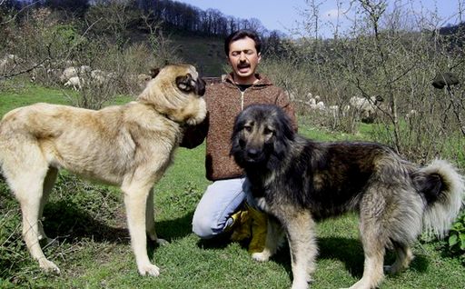 Karabash et chien de Kars. Bertin. Photo : Ali DURKAYA